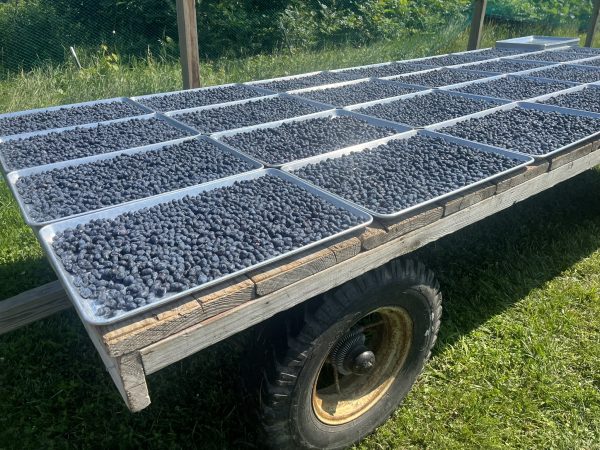 honeyberry haskap harvest