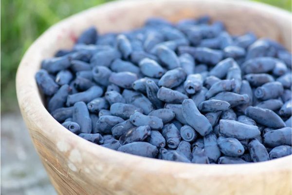 honeyberry-haskap
