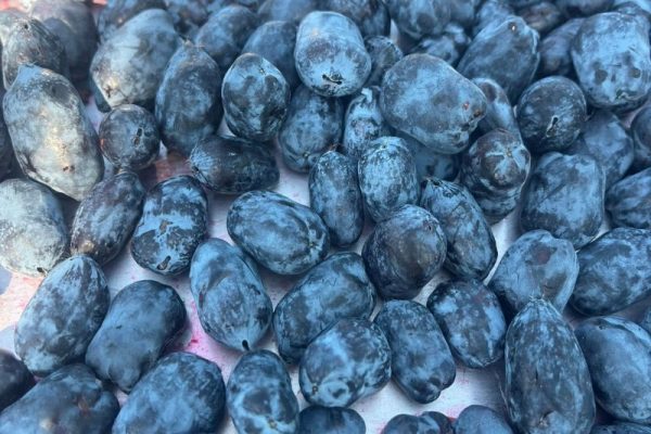 haskap-honeyberry (4) honeyberry haskap
