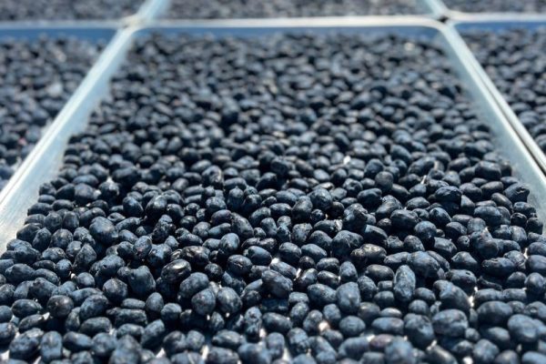 tray of honeyberries