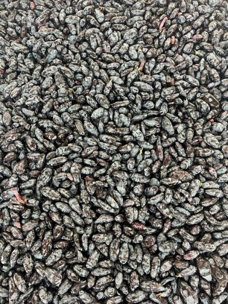 tray of honeyberries