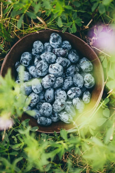honeyberries haskap honeyberries haskap