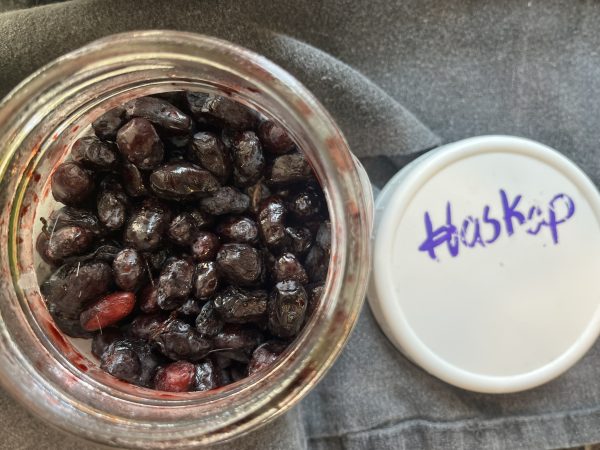 haskap honeyberry benefits