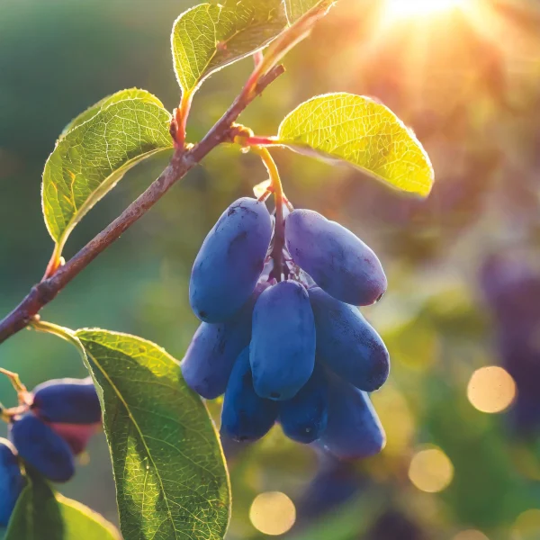 honeyberry on branch honeyberry on branch