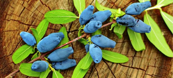 honeyberries1 fhoneyberries