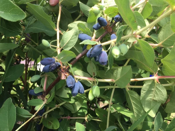 honeyberries 101 honeyberries 101