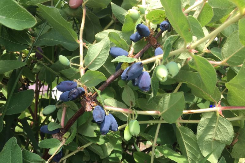 haskap honeyberry 101