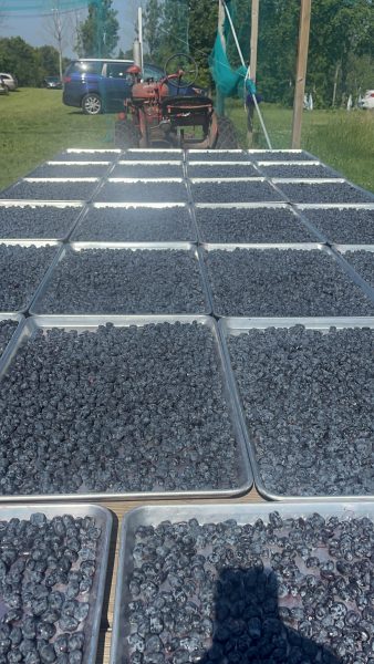 Honeyberry Haskap harvest