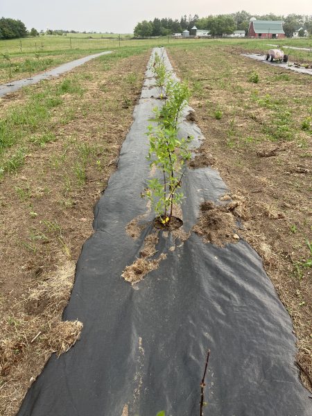 1 Year Old Honeyberry Plants 1 Year Old Honeyberry Plants