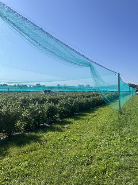 Established Honeyberry Orchard Established Honeyberry Orchard