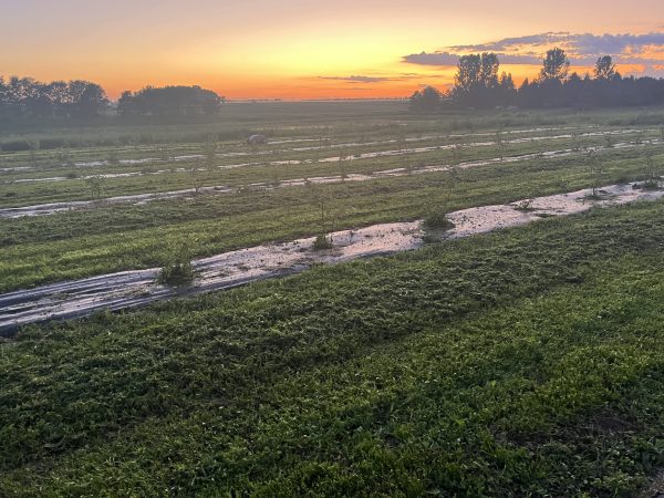 New Honeyberry Orchard New Honeyberry Orchard at Sunset
