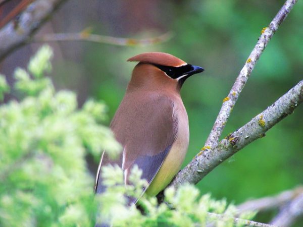 Cedar Waxwings LOVE honeyberries. The Robber. Cedar Waxwings LOVE honeyberries. The Robber.