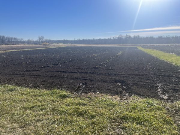 Prepare the land for Honeyberries Prepare the land for Honeyberries