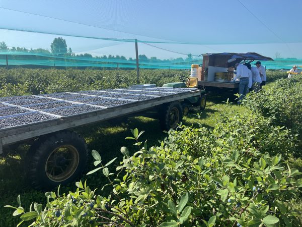 Honeyberry Harvest Wagon Honeyberry Harvest Wagon