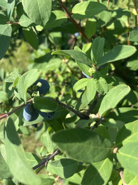 Ripe Honeyberry - Beauty Ripe Honeyberry - Beauty