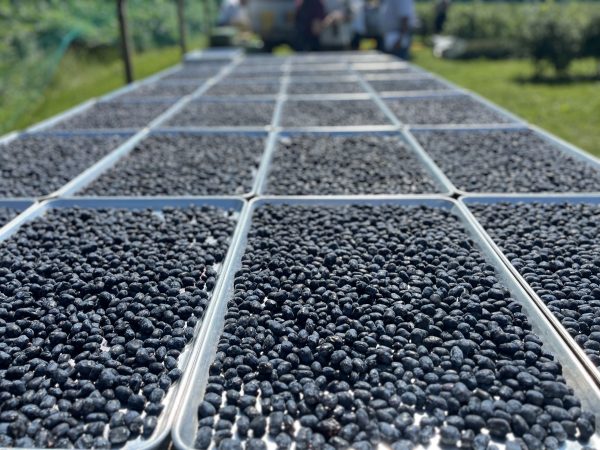 Honeyberry Harvest Honeyberry Harvest