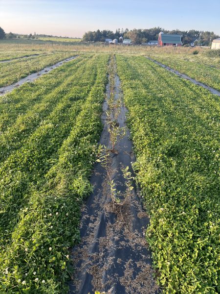 Planting Clover to Attract Bees Planting Clover to Attract Bees