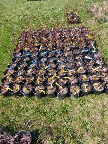 4 different varieties of Honeyberry Plants 4 different varieties of Honeyberry Plants